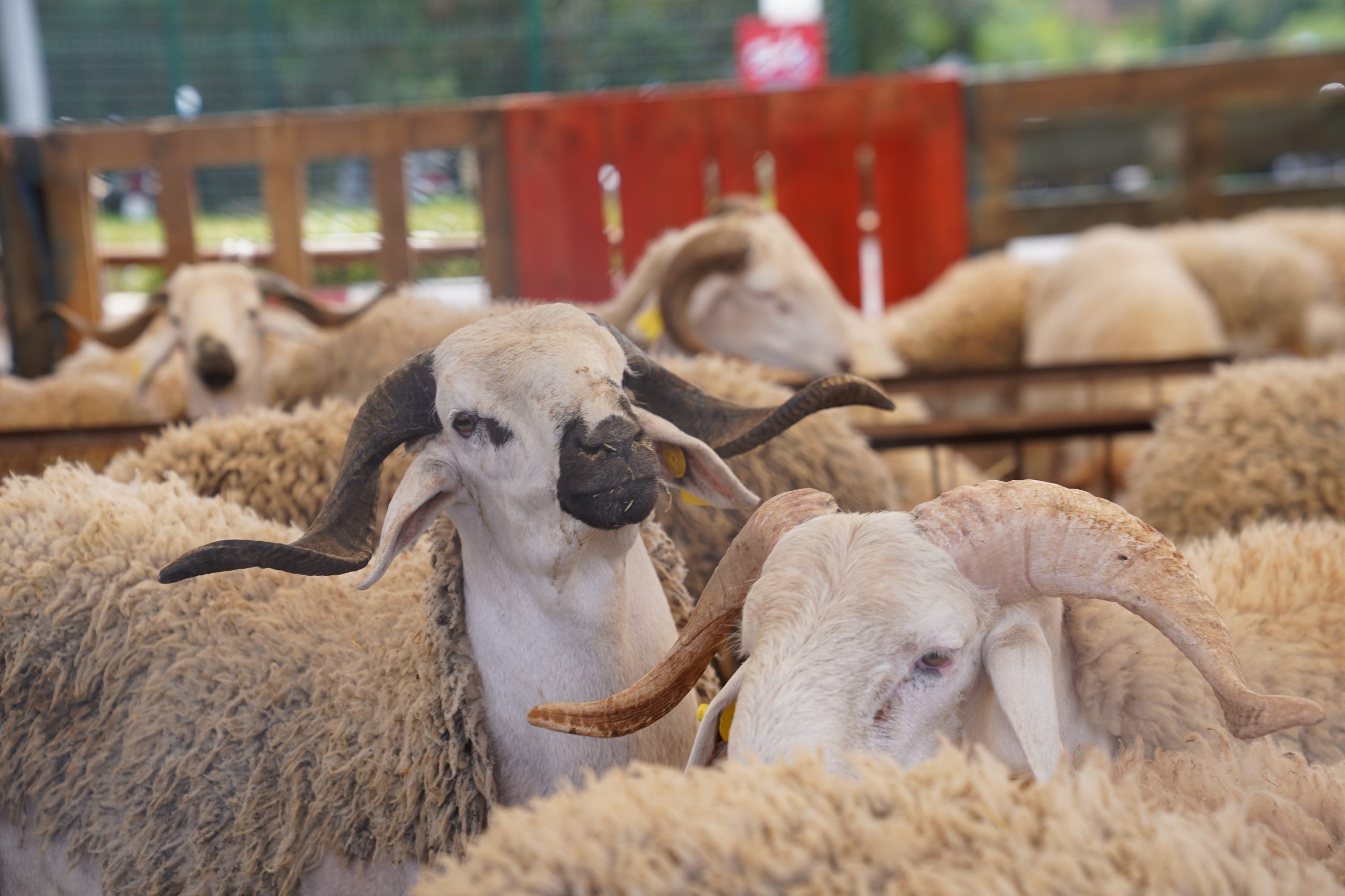 Aid al-Adha: Des moutons hors de prix